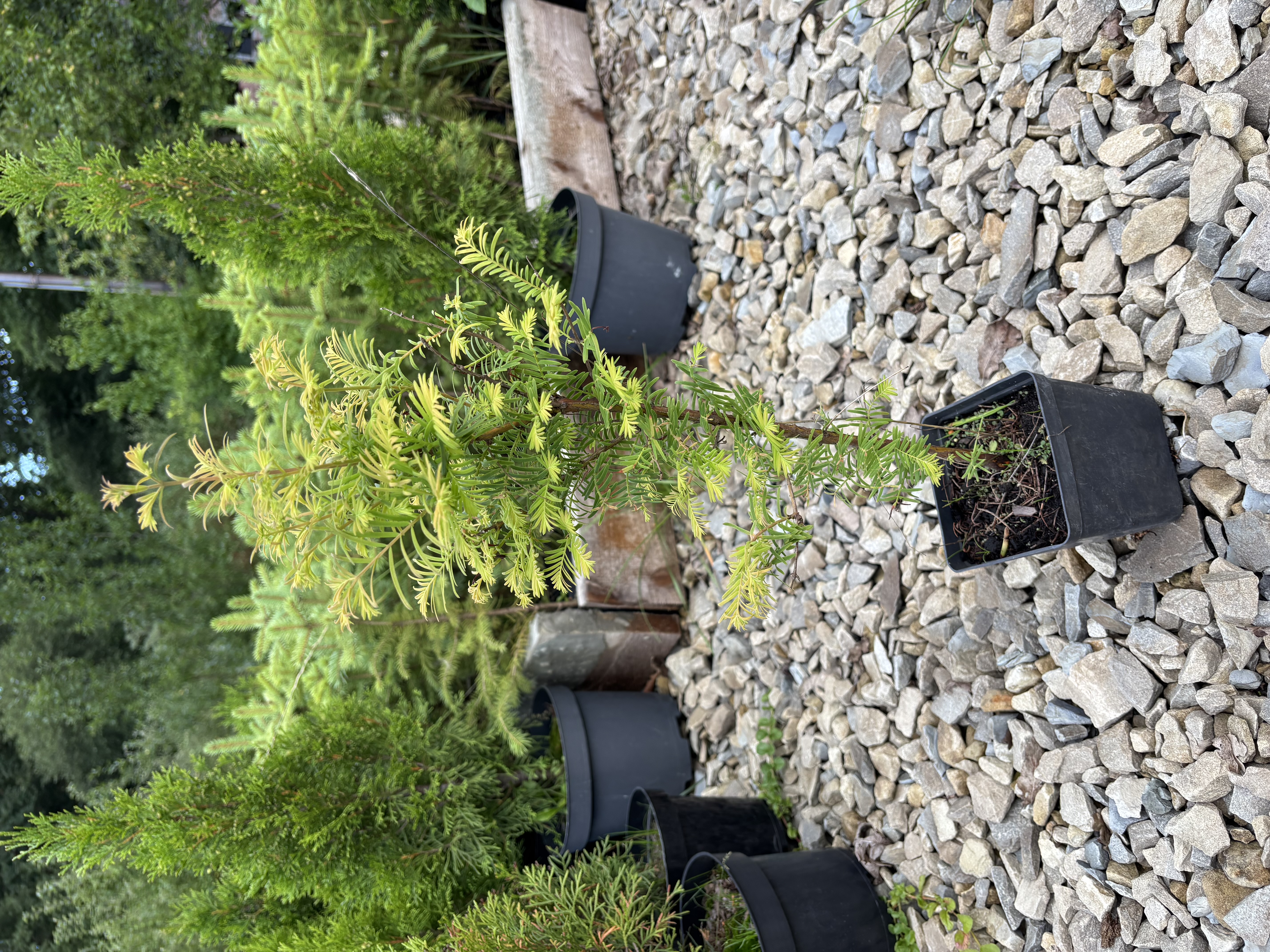 Метасеквоя