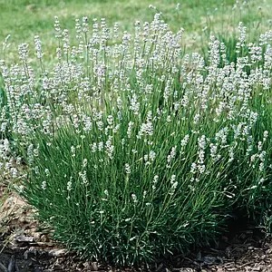 Лаванда angustifolia Edelweiss (в горщику р.18)