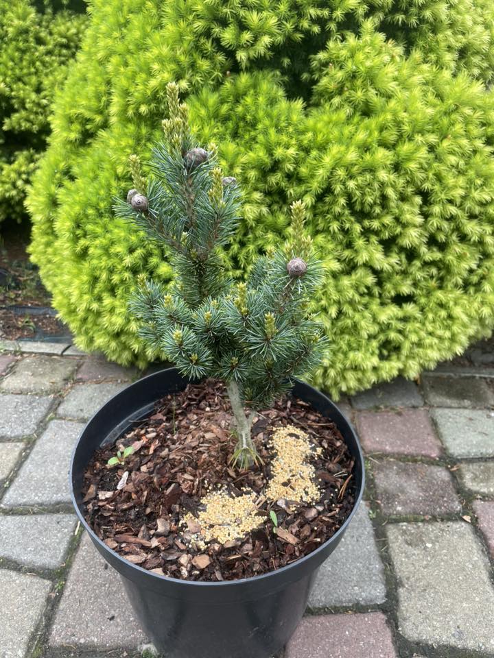 Сосна 'Ох Ла Ла' (Pinus 'Oh La La')