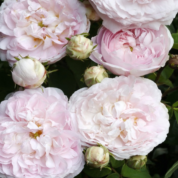 Мейденс Блаш — Maidens Blush (альба)