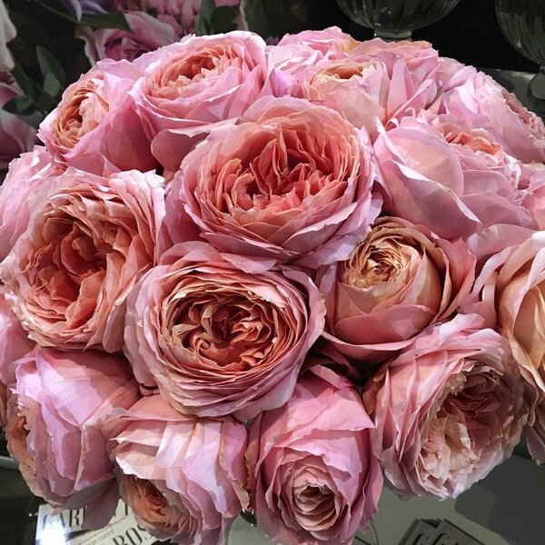 Романтік Антік — Romantic Antike