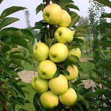 Колоновидна яблуня Болеро