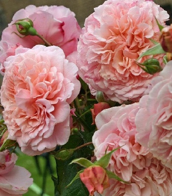 🌹 Троянда плетиста "Роз де Толбіак"