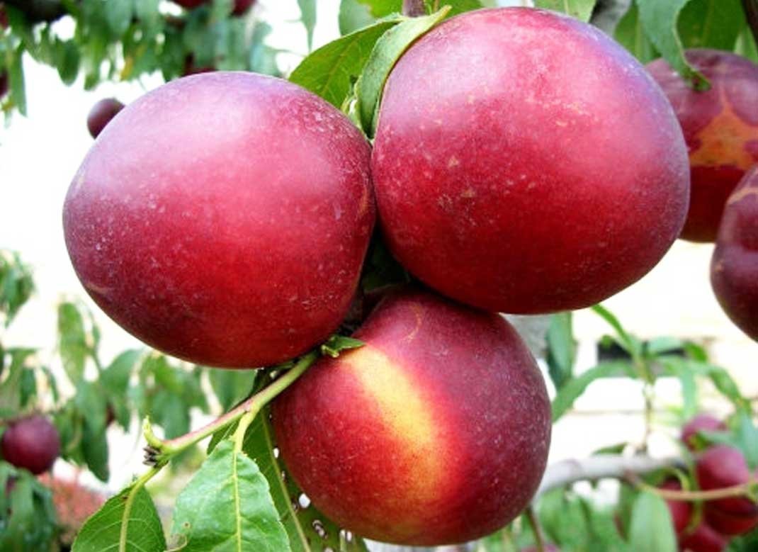 Нектарин Флейвон