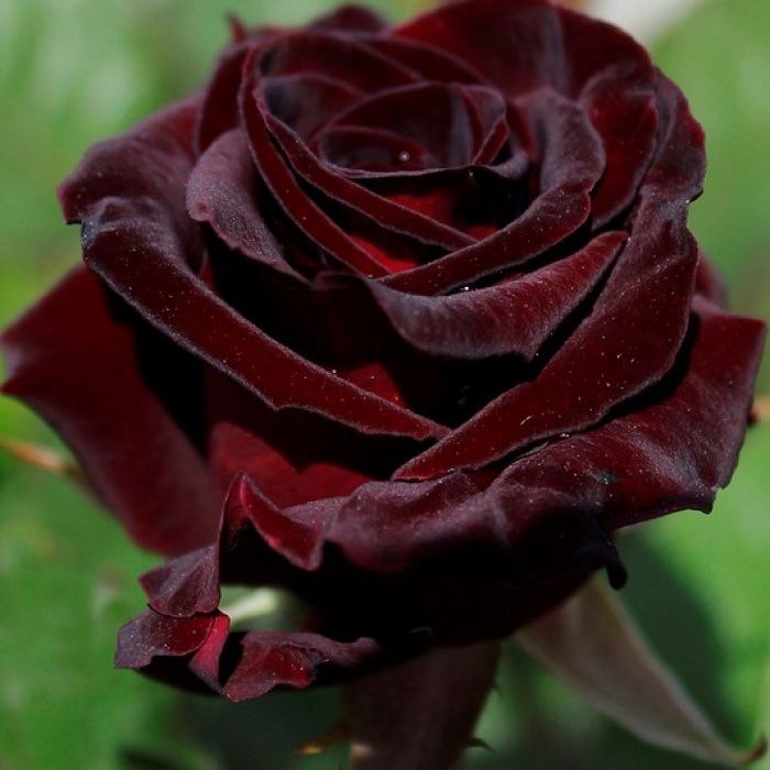 Блек Баккара (Black Baccara)
