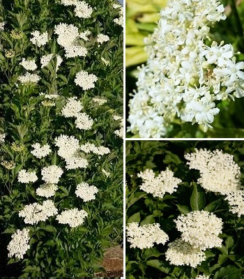 🌿 Бузина чорна "Obelisk"