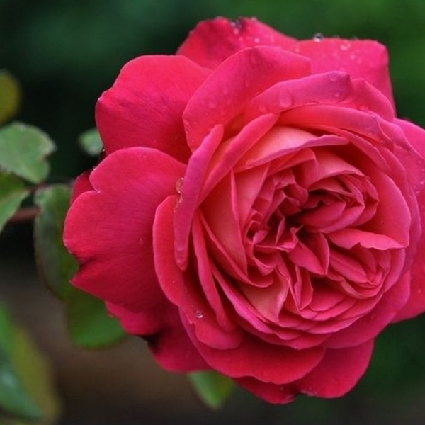 Стар оф зе Ніл — Star Of The Nile