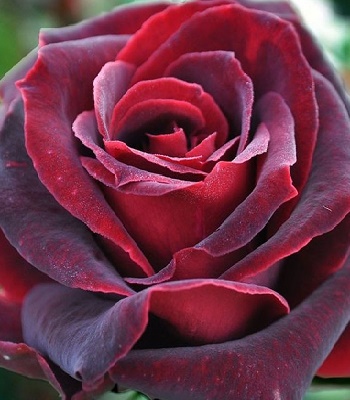 🌹 Троянда чайно-гібридна "Малібу"