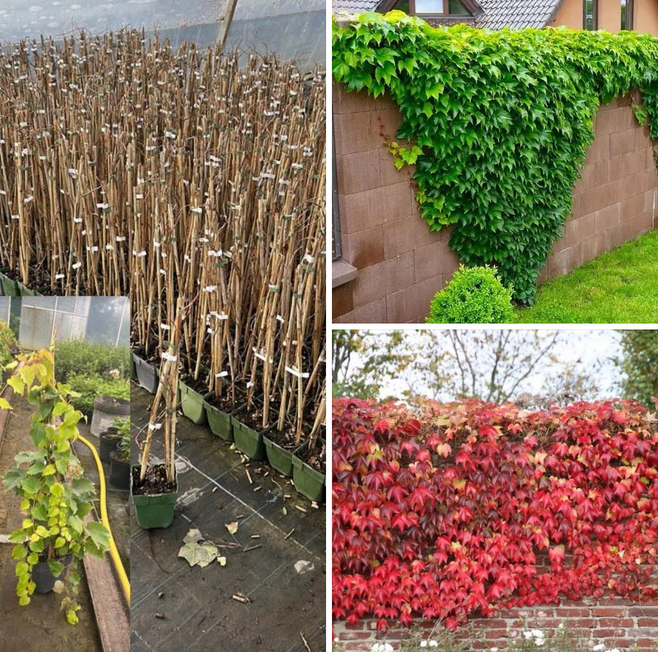 Виноград вічі 1л