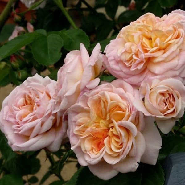 Глорі де Діжон (нуазетові) Gloire de Dijon