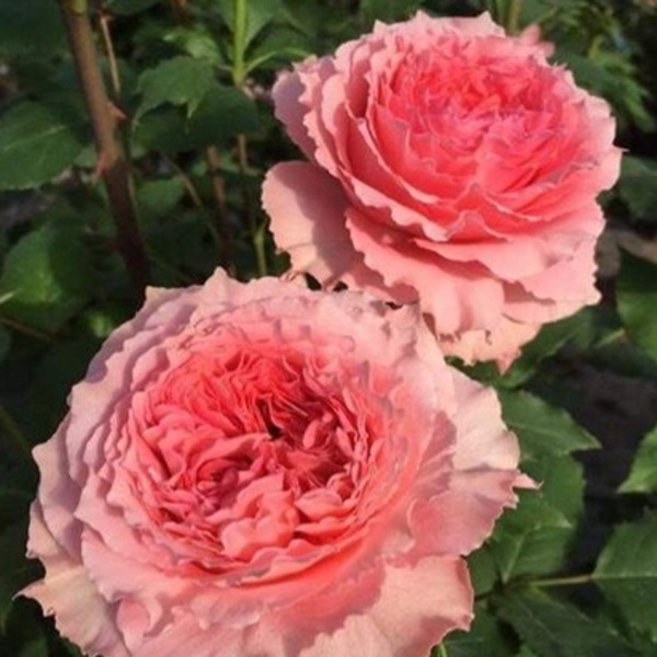 Корал Желе — Corail Gelee