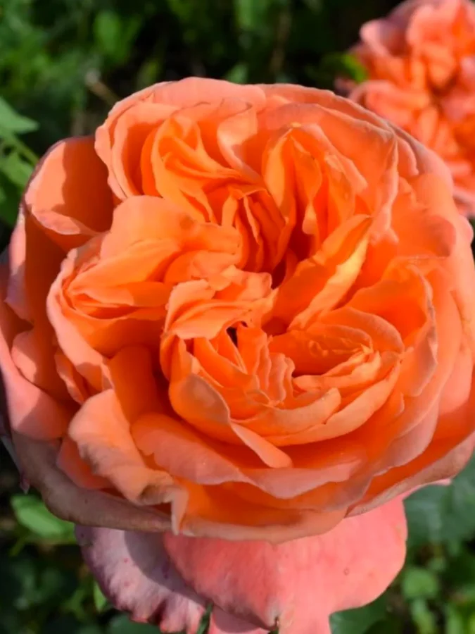 Троянда чайно-гібридна Rene Goscinny