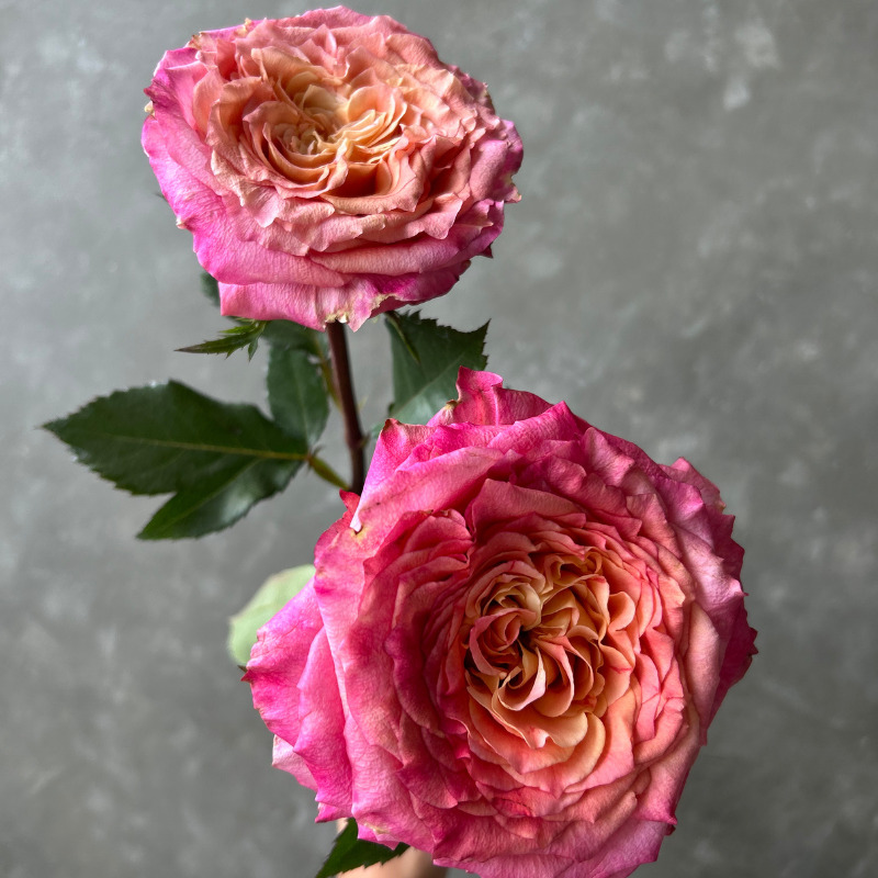 Кантрі Акварель — Country Aquarel