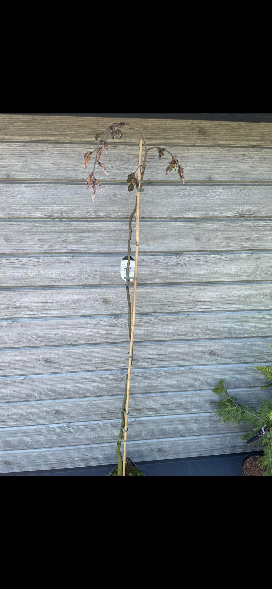 Бук лісовий плакучий 'Пурпуреа Пендула' (Fagus sylvatica 'Purpurea Pendula')