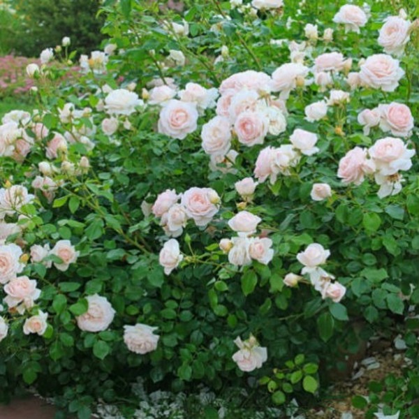 Мартін Гійо — Martine Guillot