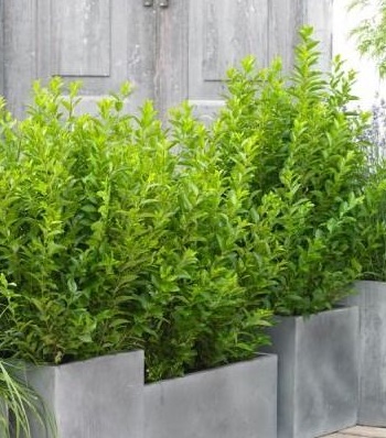 🌿 Бірючина "Green Diamond"