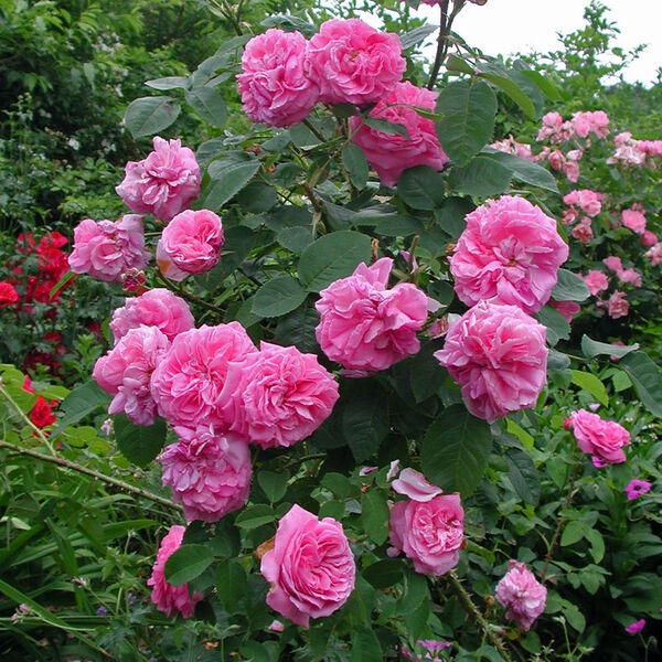 Барон Превост (Baronne Prévost)