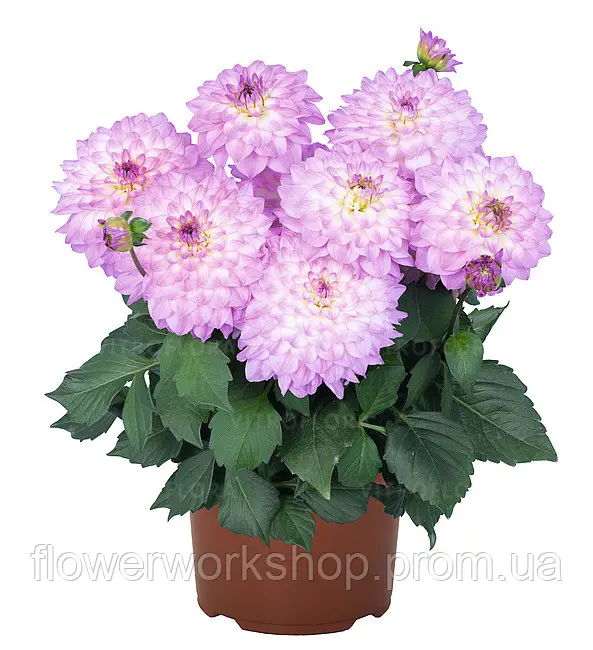 Жоржина XXL Cozumel (касетна розсада)