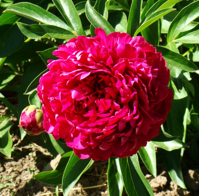 Paul M. Wild (Поль М. Уальд)