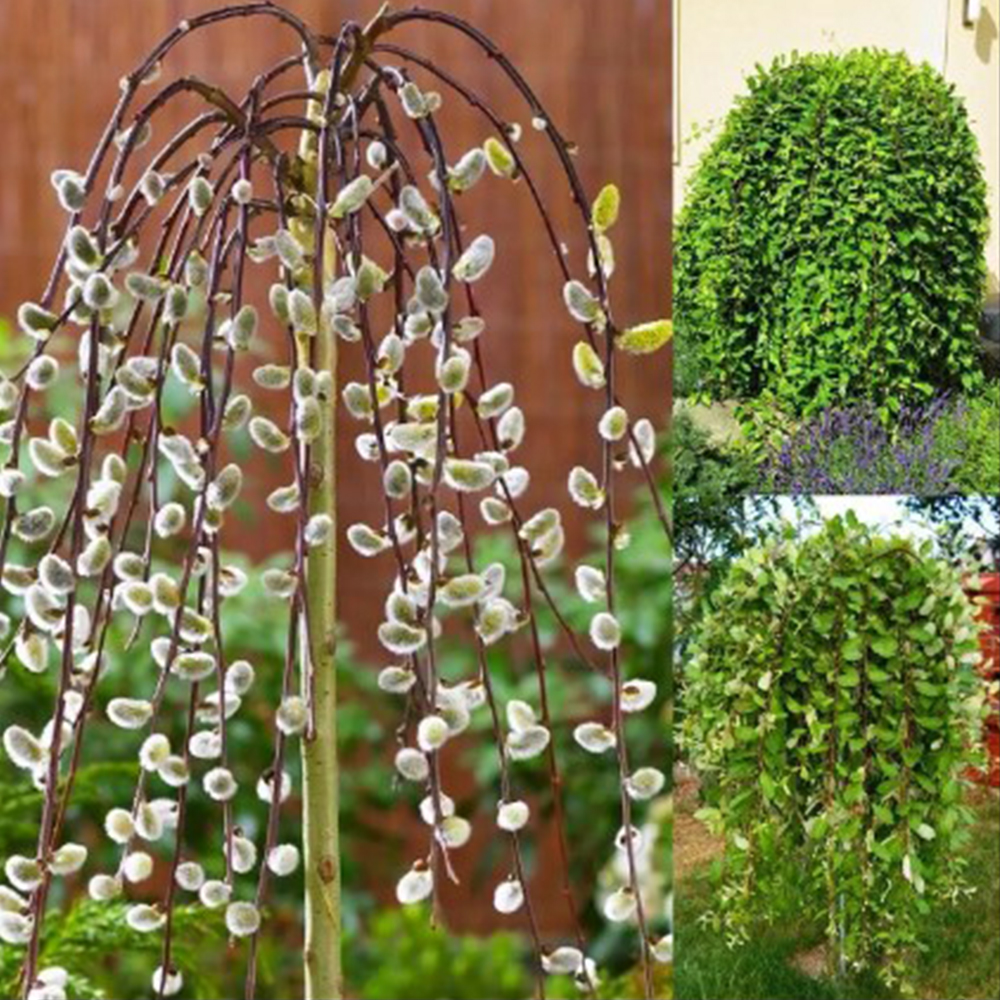 Верба плакуча на штамбі