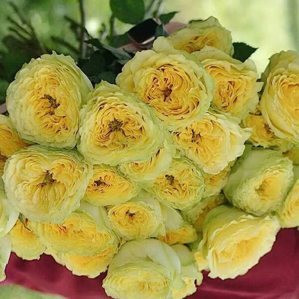 Лемон Зест — Lemon Zest