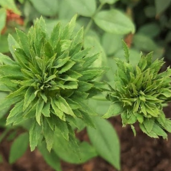 Вірідіфлора — Viridiflora (бенгальська троянда)