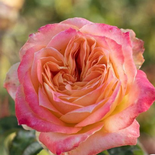 Янкі Дудль (Yankee Doodle)