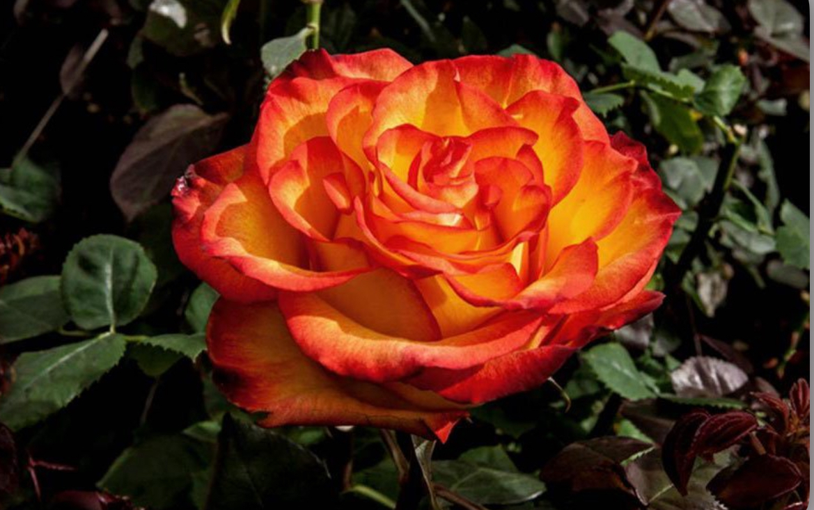 Троянда хай енд оранж меджик 2 р ( зкс )