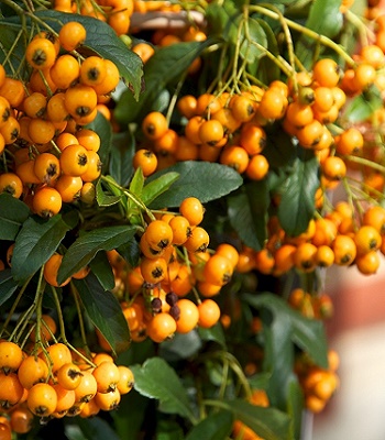 🌿 Піраканта "Golden Charmer"
