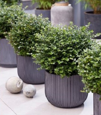 🌿 Жимолость блискуча "Garden Clouds' Copper Glow"