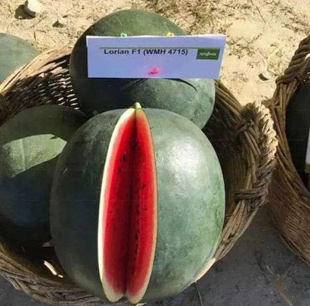 ЛОРІАН F1 / LORIAN F1  Кавун, Syngenta 1000 нас