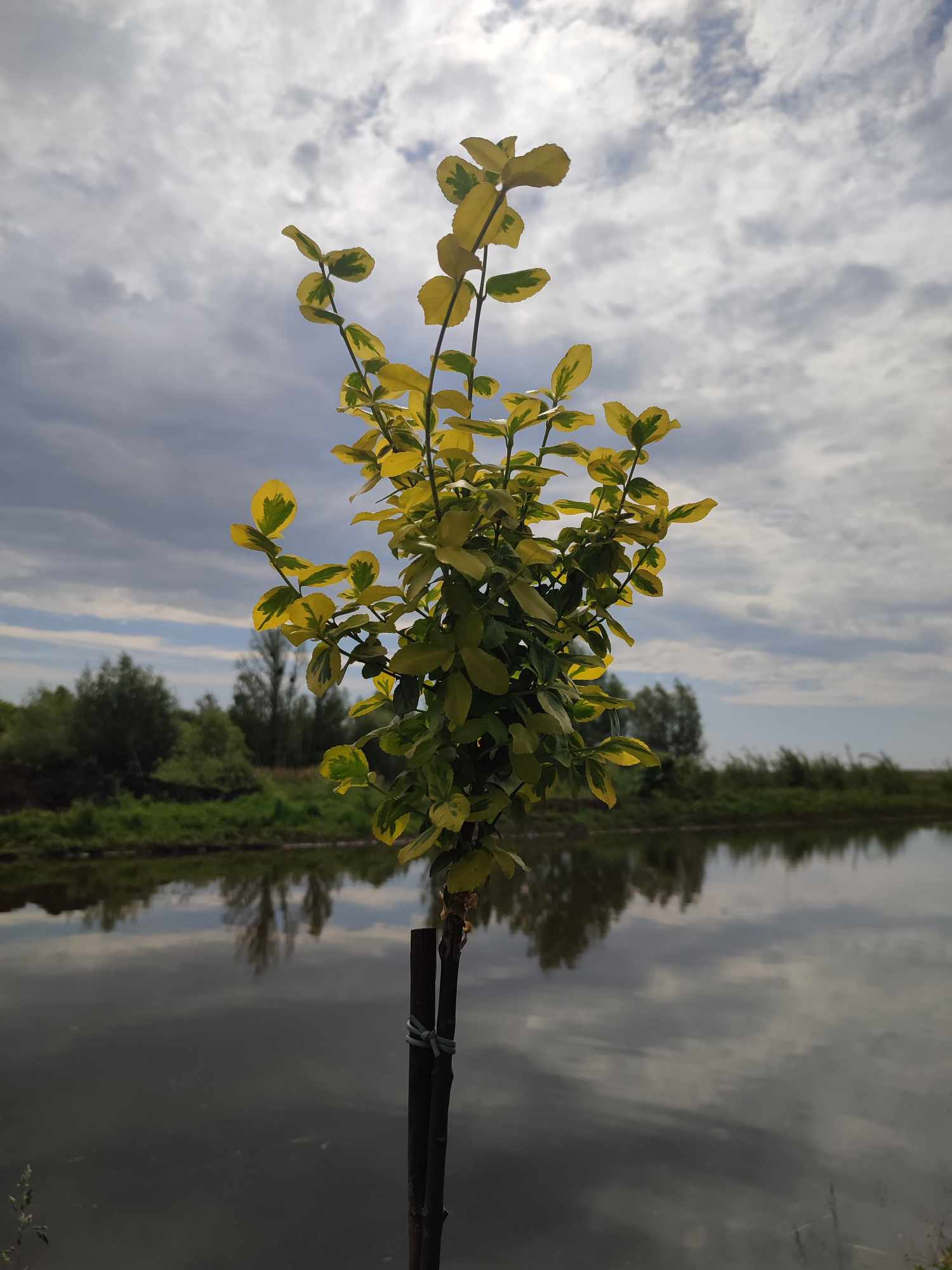 Бересклет "Emerald Gold" (PA)