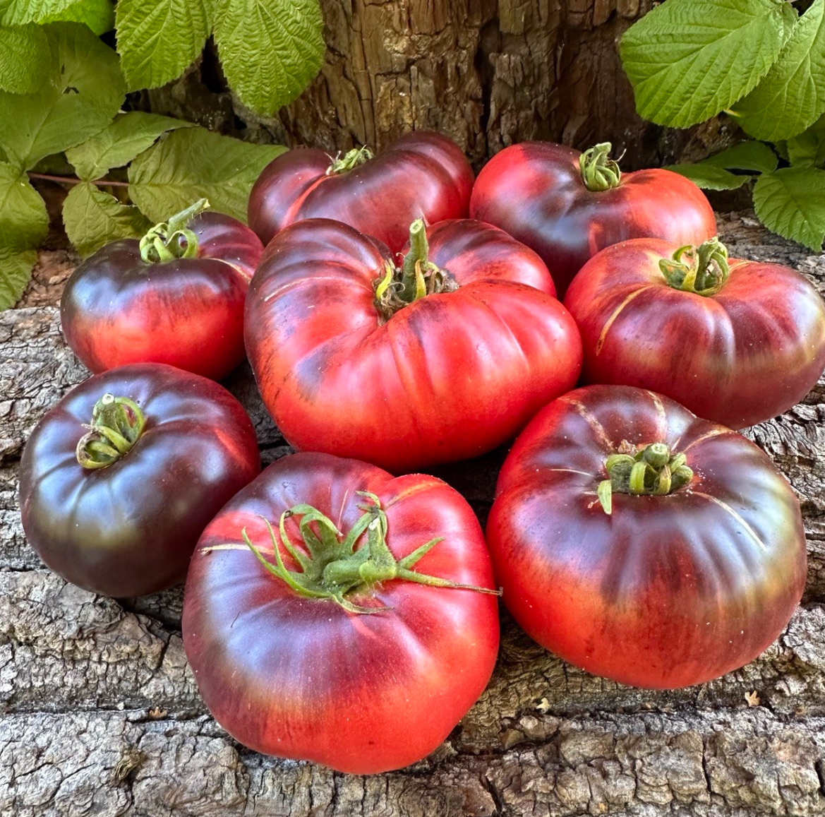 Помідор аметистова коштовність 25 насінин