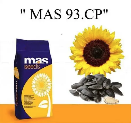 Насіння соняшнику MAS 93.СР MAS Seeds, насіння високоврожайного соняшнику Мас сідс