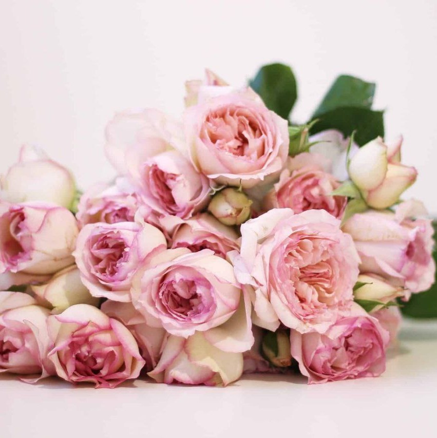 Кармеліна (Carmeline)