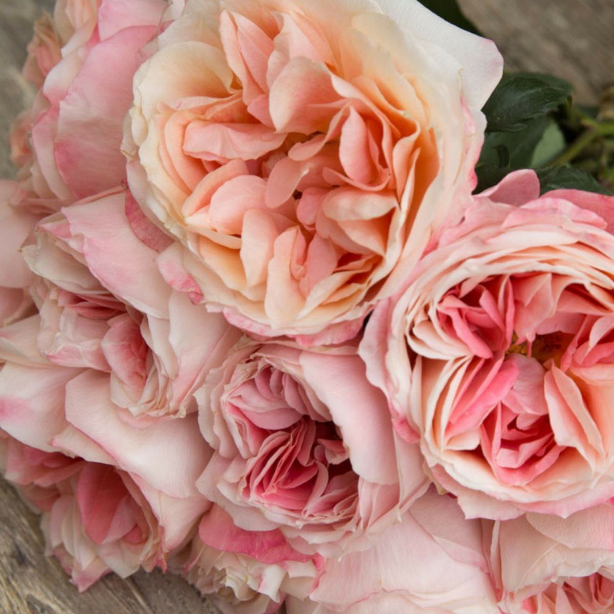 Принцеса Сакура (Princess Sakura)