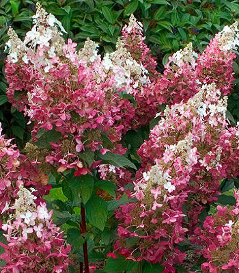 🌸 Гортензія волотиста "Pink Diamond" (Hydrangea paniculata "Pink Diamond")