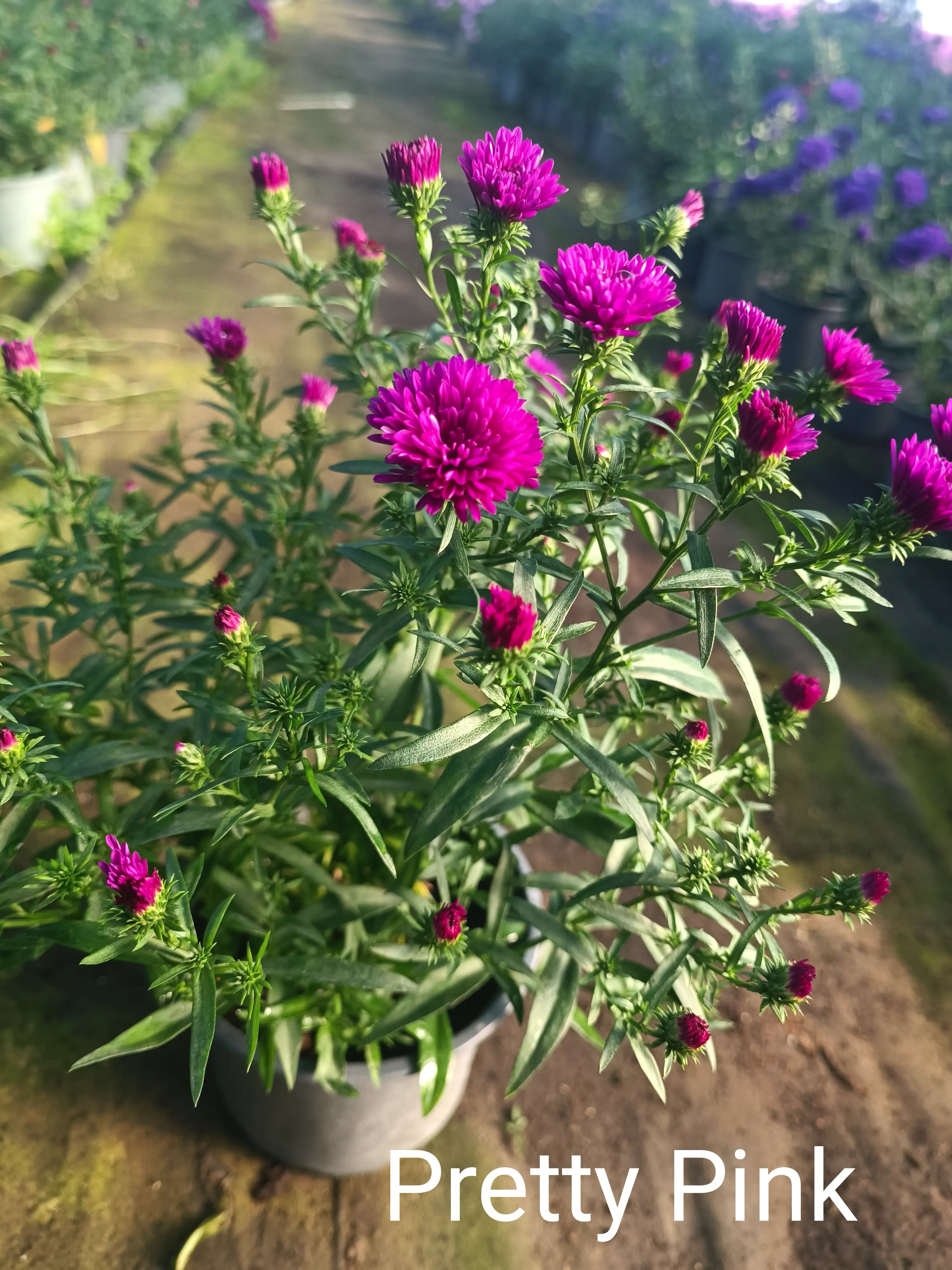 Айстра Showmakers Pretty Pink в горщику р.12