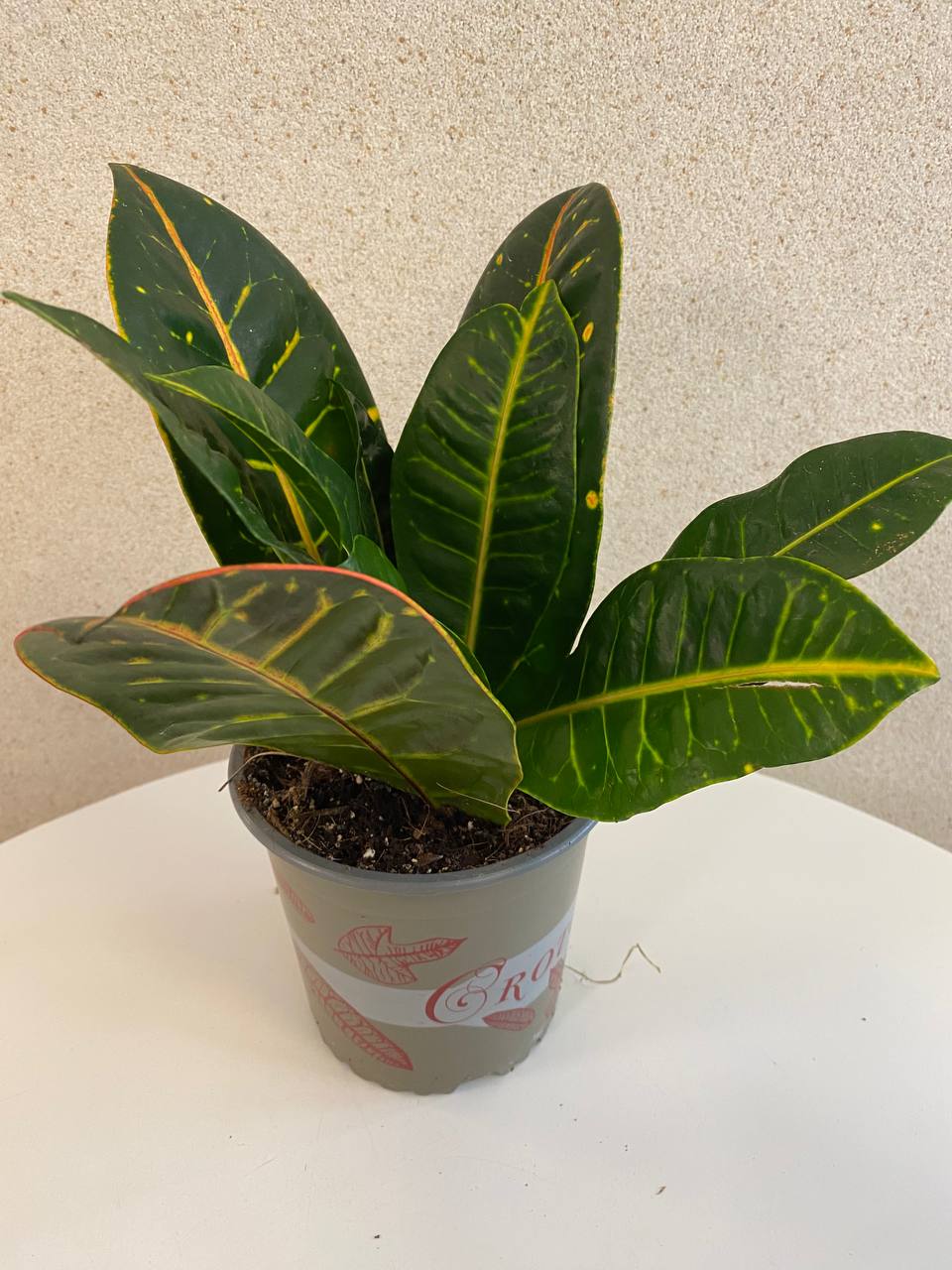 Croton
