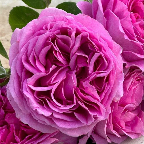 ЛІЛАК ТОПАЗ (LILAC TOPAZ)