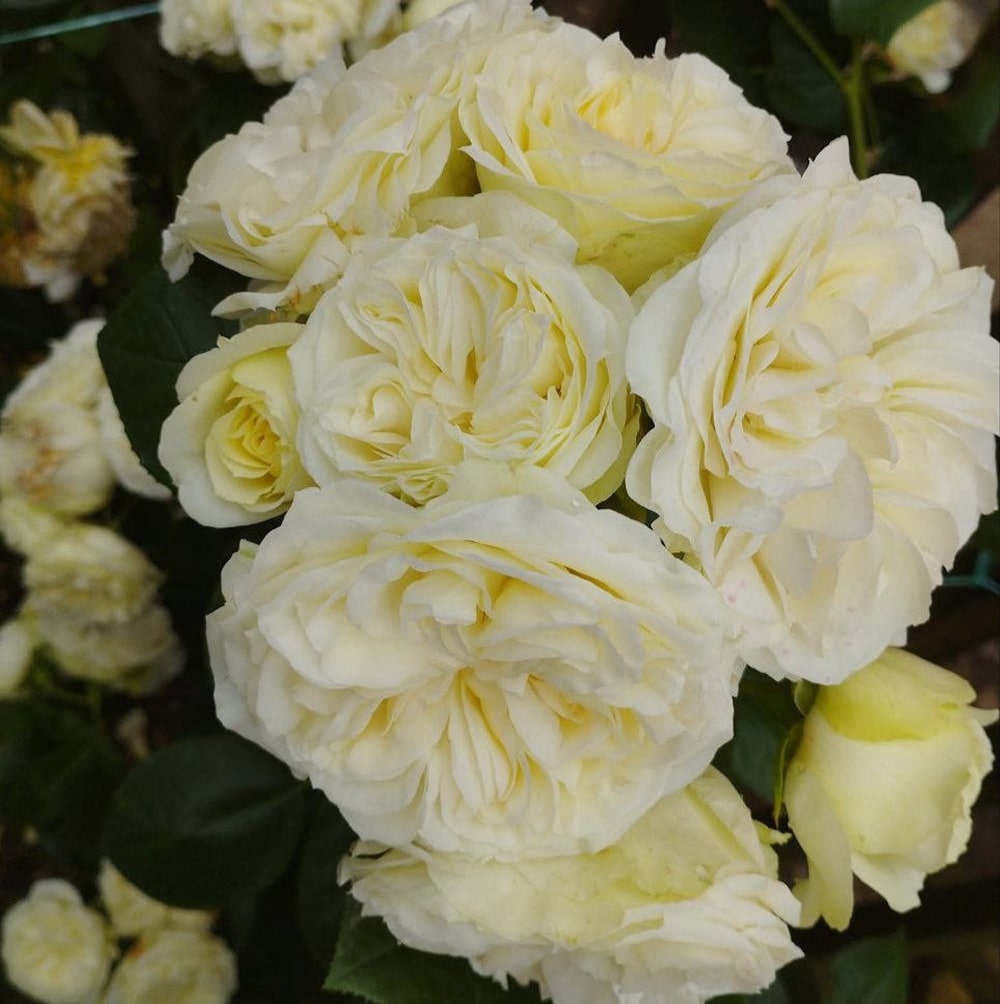 Вінтер Лодж (Winter Lodge)