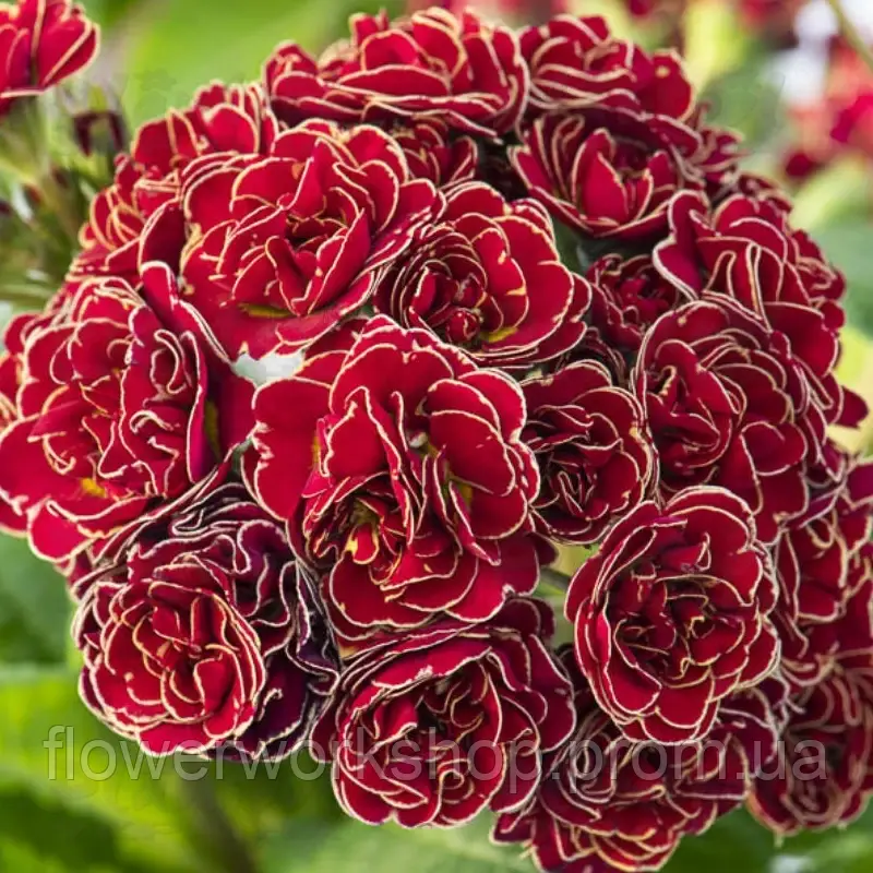 Примула Pollyanna Touch of Gold в горщику р12