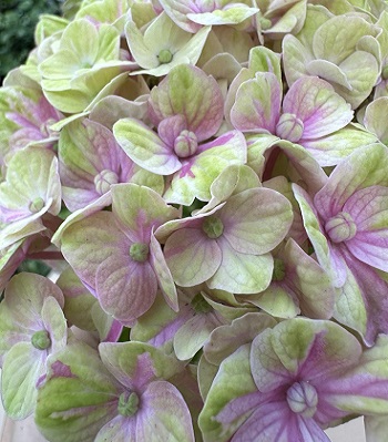 🌸 Гортензія великолистна Magical Snowtime (Hydrangea macrophylla "Magical Snowtime")