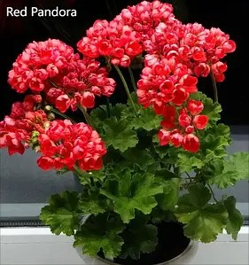 Пеларгонія тюльпановидна Red Pandora (касетна розсада)