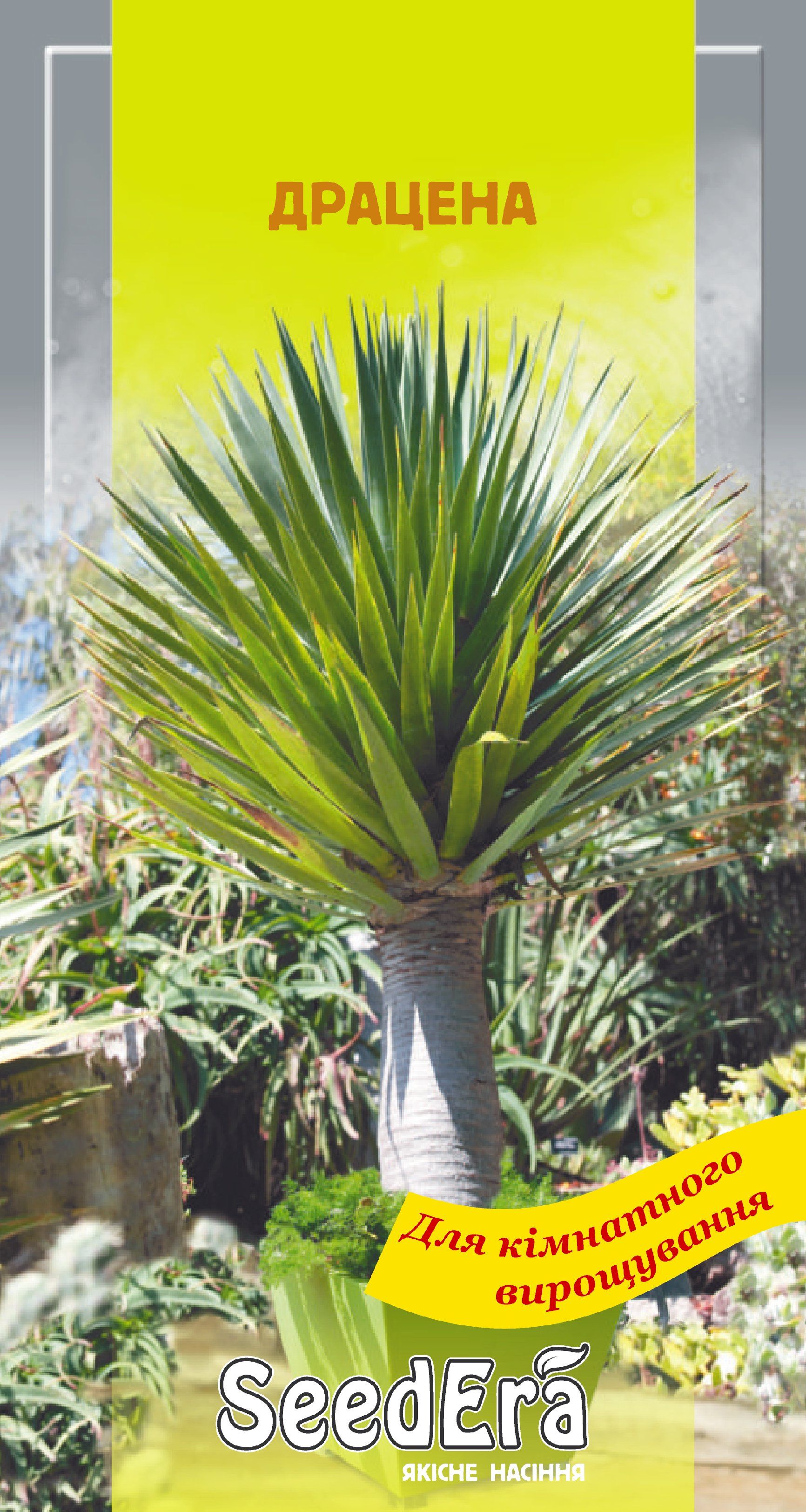 Насіння Міні-кімнатні Квіти Драцена, 2 шт.