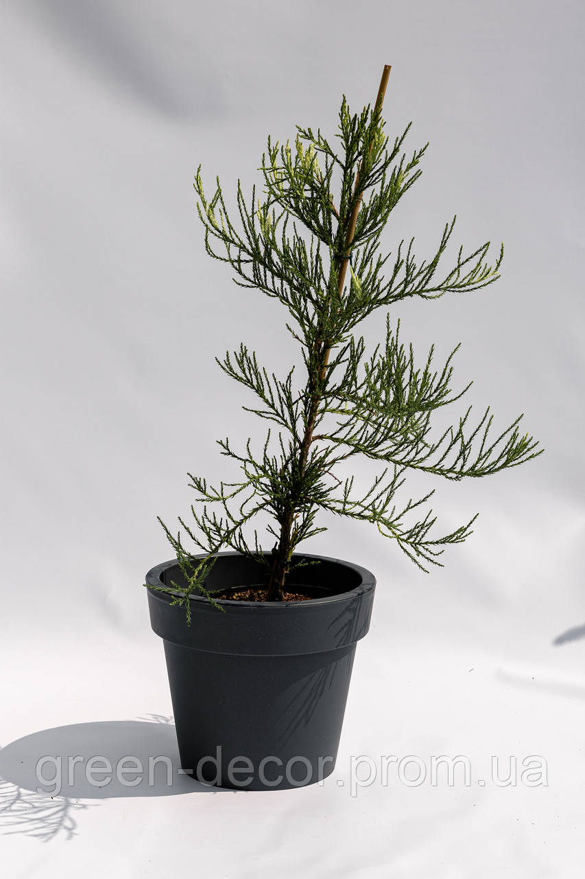Cеквоядендрон гігантум Френч Бюті/ Sequoiadendron giganteum French Beauty /h 60
