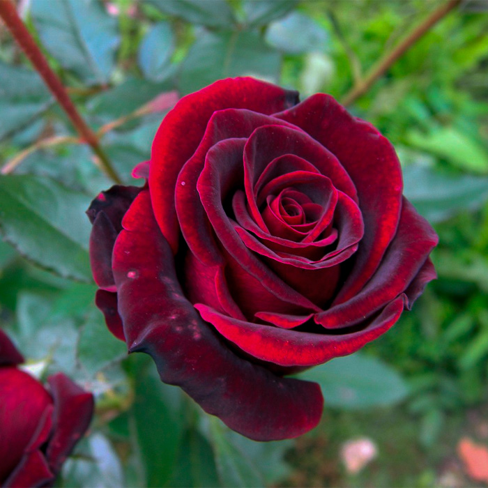 Троянда чайно-гібридна Чорний Принц