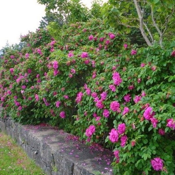 Ханза — Rosa Hansa (ругоза)