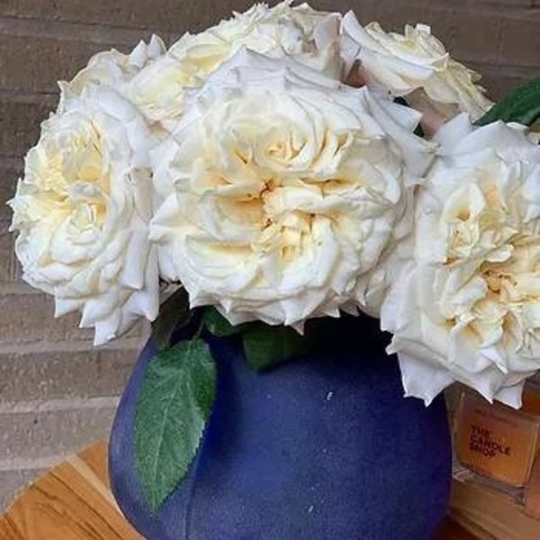 Вайт Ешлі — White Ashley