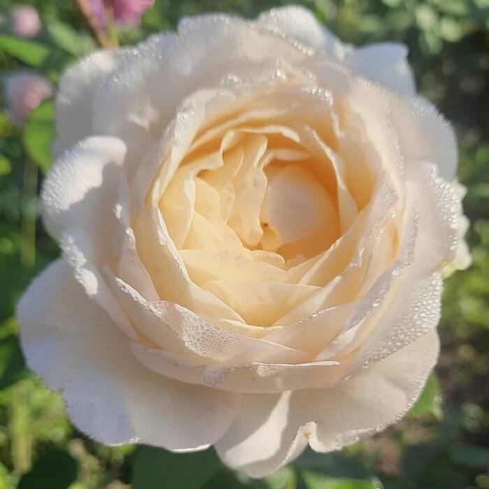 Айворі Ів П’яже — Ivory Yves Piaget